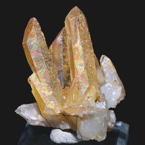 メール便不可 〔D122-28〕希少 アーカンソー州産 ゴールデンヒーラー クラスター Arkansas Golden Healer