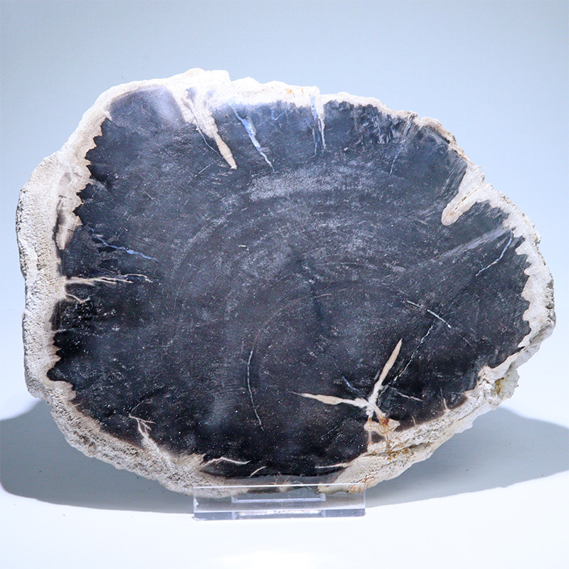 〔D468-1〕珪化木（ペトリファイドウッド） スライス原石 ～悠久の年輪～ 鉱物 原石 標本 置物【メール便不可】