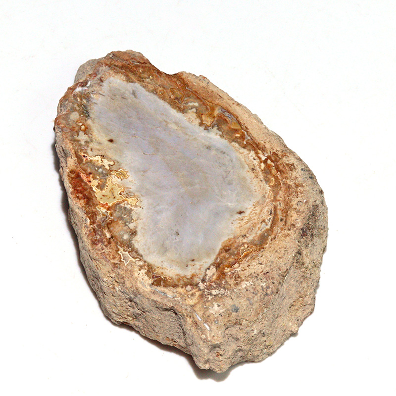 〔D468-10〕珪化木（ペトリファイドウッド） スライス原石 ～悠久の年輪～ 鉱物 原石 標本 置物