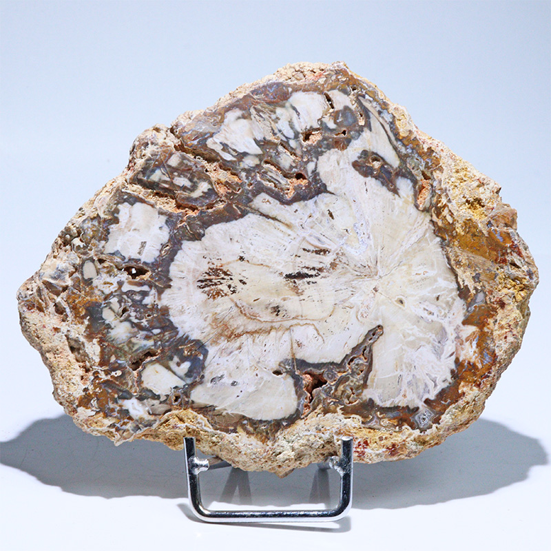 〔D468-3〕珪化木（ペトリファイドウッド） スライス原石 ～悠久の年輪～ 鉱物 原石 標本 置物