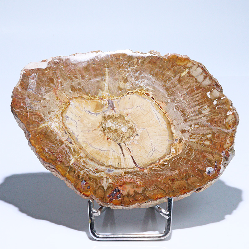 〔D468-5〕珪化木（ペトリファイドウッド） スライス原石 ～悠久の年輪～ 鉱物 原石 標本 置物