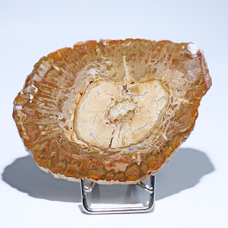 〔D468-6〕珪化木（ペトリファイドウッド） スライス原石 ～悠久の年輪～ 鉱物 原石 標本 置物