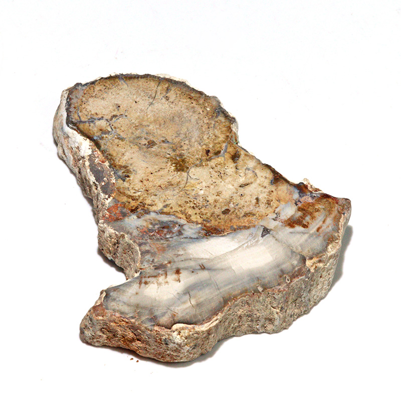 〔D468-8〕珪化木（ペトリファイドウッド） スライス原石 ～悠久の年輪～ 鉱物 原石 標本 置物